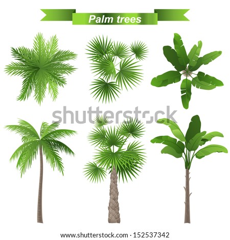 3 different palm trees - top and front view