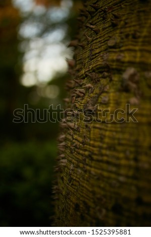 Tree trunk. Spiny tree bark. 