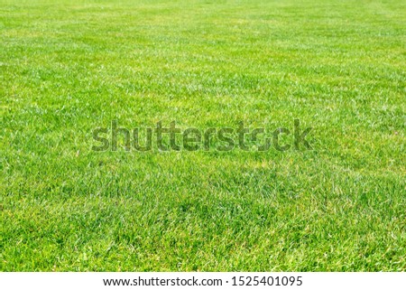 Bright green grass texture, background. Green park, backyard grass. Picture on the desktop, concept for sport background (golf, football)