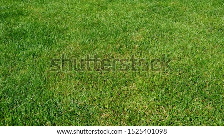 Green grass texture, panoramic background. Green park, backyard grass. Picture on the desktop, concept for sport background (golf, football)