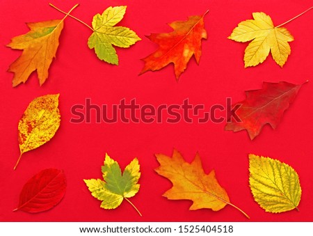 frame of multi colored autumn leaves lying on red background with copy space