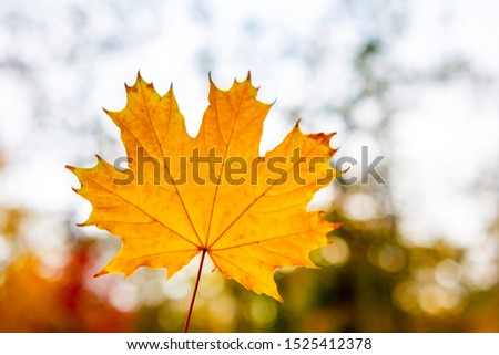 Yellow maple leaf on blur background