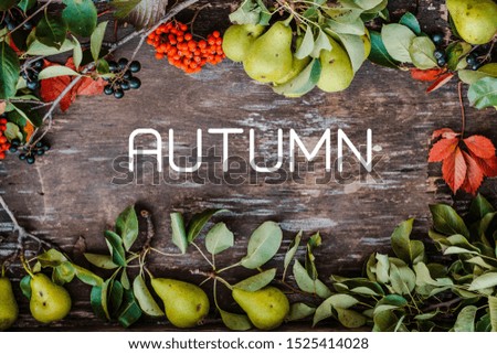 Red and black Rowan with pear branches and autumn leaves on a textured old wooden surface. Autumn background. Free space for text. Horizontal