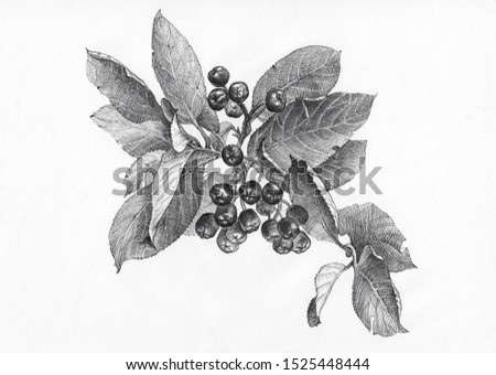 A branch of chokeberry with leaves, detailed black and white ink drawing