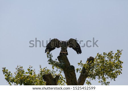 African harrier hawk perched on top of a tree with its wings spread.