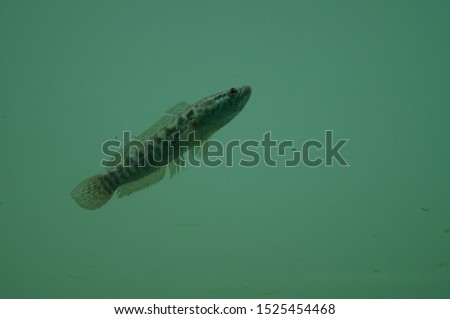 Snakehead murrel fish species of Southeast Asia. Also known as common snakehead