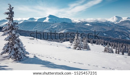 Winter landscape on a sunny day. Little spruce under snow in the mountains. Awesome Wintry nature scenery. Amazing natural background. Christmass concept. Carpathian national park, Ukraine, Europe.