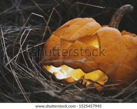 Close up Halloween pumpkin head jack lantern in nest 