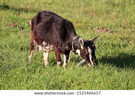 Picture of a domestic goat