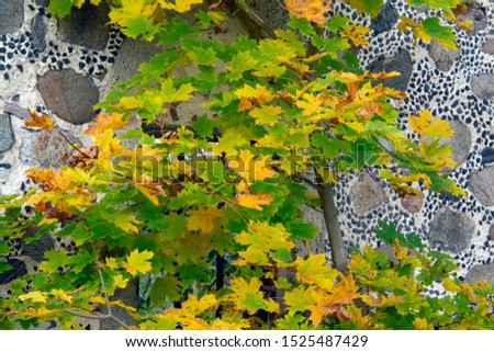 autumn leaves on old wall background