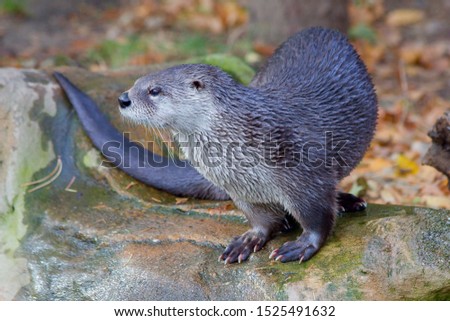 beautiful otter with fall leaves