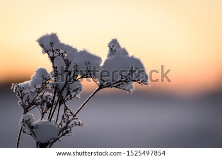 The flower has covered with heavy snow and sunset time in winter season at Holiday Village Kuukiuru, Finland.