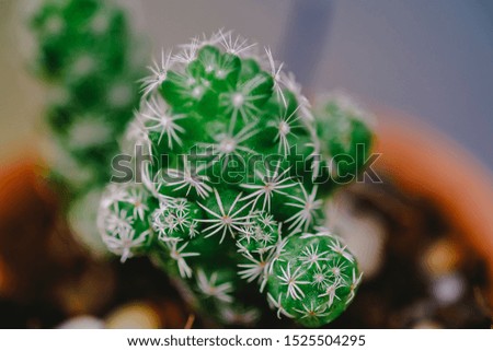 Close up of small cactus with soft selective focus and blurred cactus background. High quality free stock images of tree and plants. Small cactus often plant and decor in family house.
