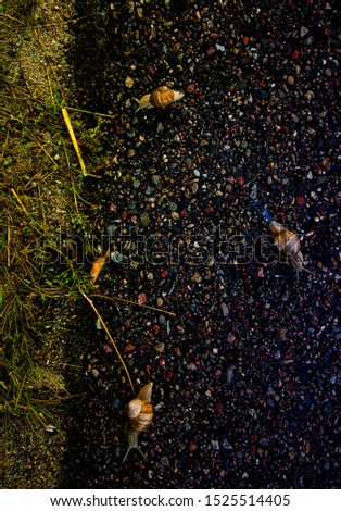 On the road. Close up snails. Colorful roadside view from the top.