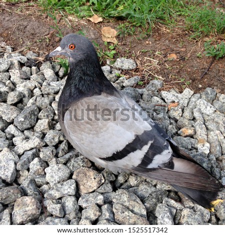 Macro photo pigeon dove bird. Photo nature  bird dove sit on ground