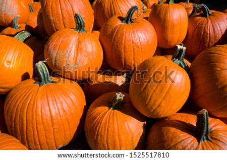Pumpkins for sale at Farmers Market