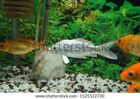 white carp and golden carp fishes in the aquarium