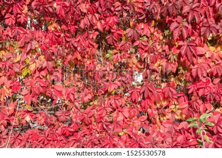 Colorful autumn leaves of maiden grapes