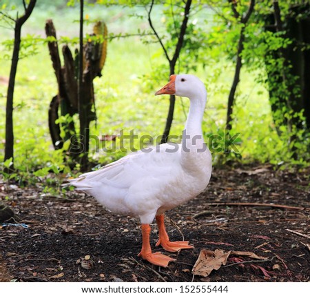Domestic Goose (Embden goose)