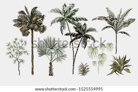 Beautiful tropical vintage plants. Floral clip art. Exotic botanical print. Isolated on white background
