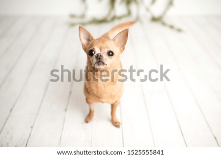 Tan Chihuahua dog on an indoor white wood photo set