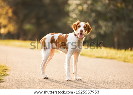 White and brown a Brittany spaniel outdoors at the park during summer, natural picture of the happy hunting dog outside