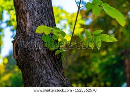 green leaves growing from a tree
