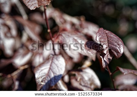 Purple tree leaves. Amazing colorful background of autumn maple tree leaves background close up. Multicolor maple leaves autumn background. High quality resolution picture.