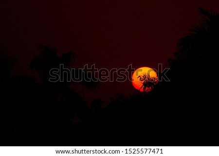 Silhouette of sunset through tree leaves.