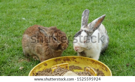 The rabbit is eating food.