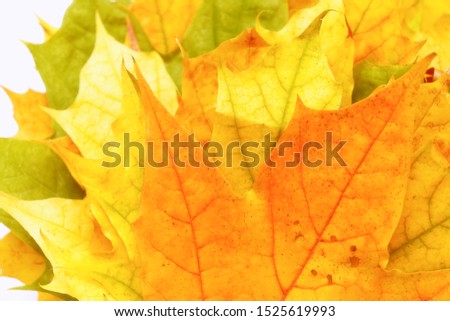 Autumn mood. Bright colors of autumn in soft pastel colors. Yellow, green, red leaves of trees.