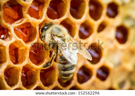 Bees in a beehive on honeycomb Royalty-Free Stock Photo #152562296