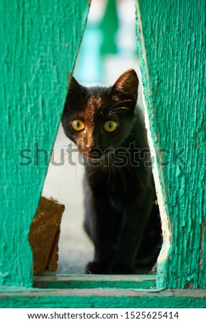 black kitten near old green painted wooden fence