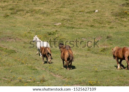 horses with long hair grazing in the fields