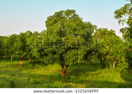 mango tree and mango garden,mango  tree 