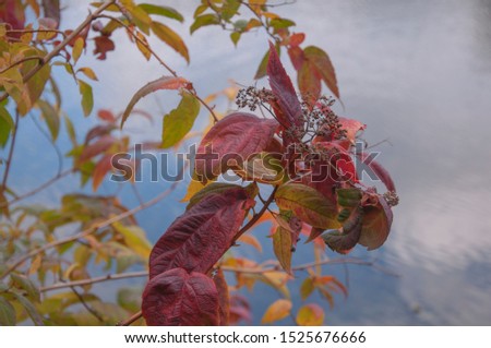 Red and green leaves above water in autumn
