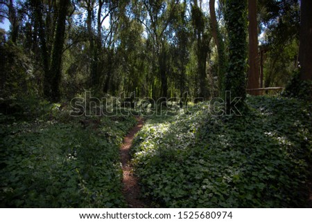 forest landscape green tree outdoor