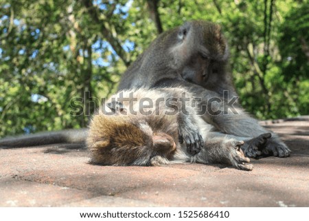 Monkey looking for fleas at friend back. Funny Long-tailed Macaque with tongue sticking out. Macaca fascicularis scratching and lying down