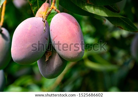 Cultivation of exotic sweet fruit mango in subtropical Malaga-Granada tropical coast region, Andalusia, Spain, ripe big mango fruits in tree