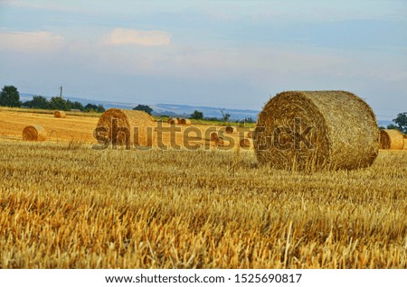 Harvested barley field with the straw baled into large round bales.