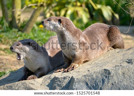 Smooth-coated otters (Lutrogale perspicillata) lying on grass, one having mouth opening