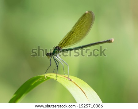 Macro of female Banded Demoiselle, Calopteryx splendens resting on a green leaf. Damselfly of family Calopterygidae. Selective focus, green bokeh background, copy space