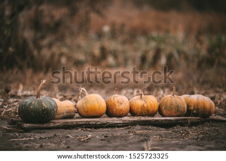 Composition of orange pumpkins on the field. Pumpkins for Halloween.