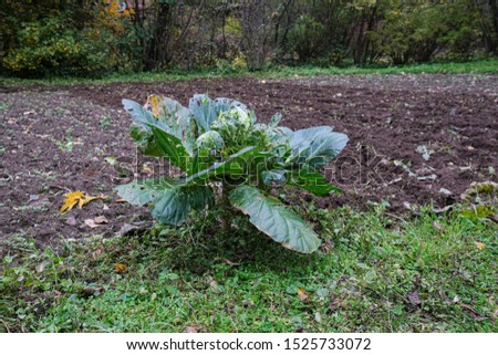 ripe cabbage eaten by worms