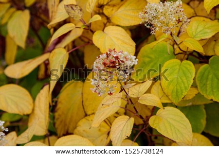 Plant with bright yellow autumn leaves and white faded flowers macro close up