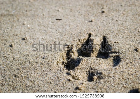 Breathless dog prints on the beach of the Danube River