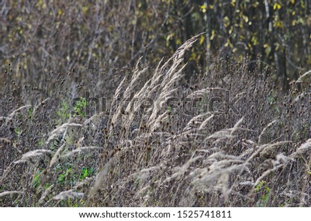 dry plants - a sign of autumn
