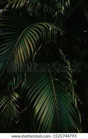 Tropical Palm leaves in the garden, Green leaves of tropical forest plant for nature pattern and background, People grow plants to make fences. color dark flat lay tone for input text