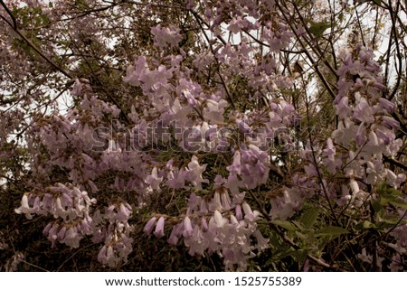 Pastel pink monochrome pattern of Paulownia flowers in tree during spring time.