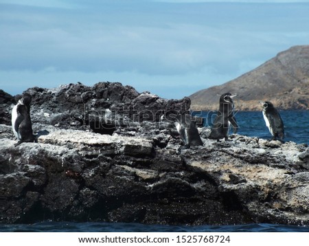 galapagos penguin in ecuador islands 